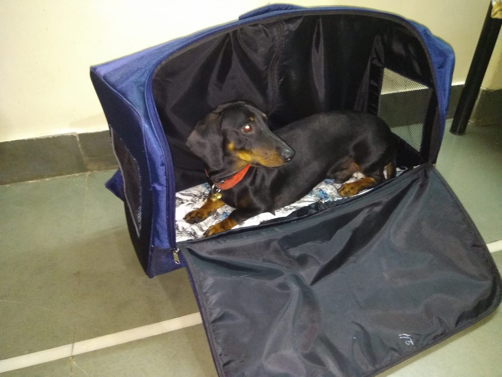 Pet Travel Carriers